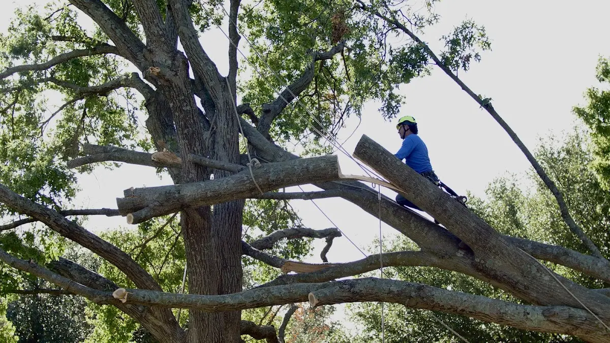 Professional Hazardous Tree Removal performed by certified arborists in Limestone